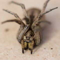 spider close up