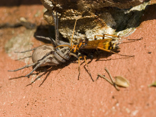 spider vs hornet fight