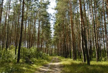 forest road