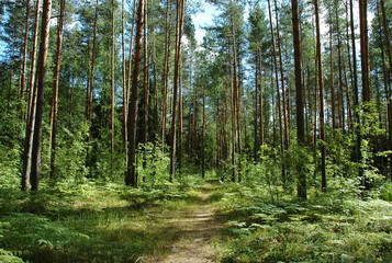 forest path