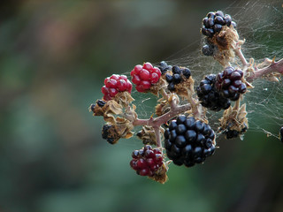 spider net on blckberry