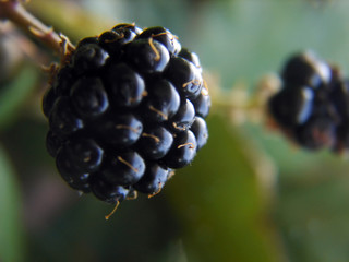 black berry macro