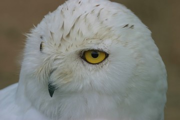 schneeule