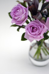 Obraz na płótnie Canvas moody pink roses