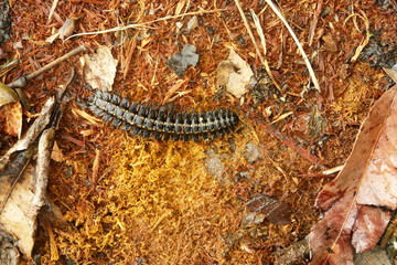 insecte de l amazonie