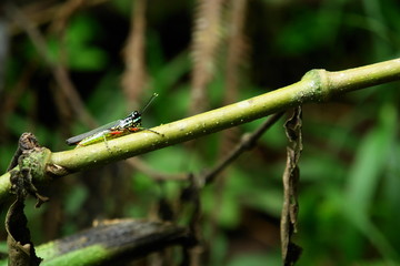 insecte de l amazonie