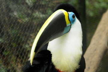 toucan