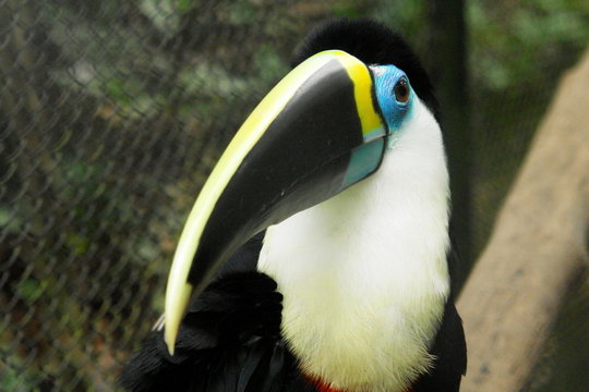 toucan