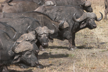 Obraz premium buffalo herds