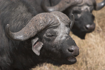 buffalo singing