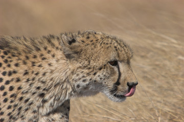 cheetah portrait