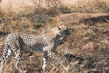 Fototapeta na wymiar Cheeta łodyga