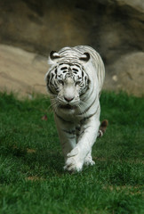 Naklejka na ściany i meble biały tygrys