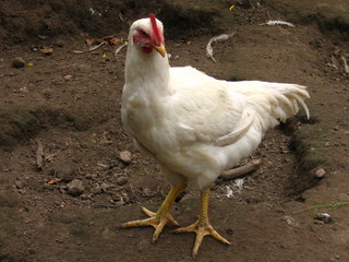 chicken