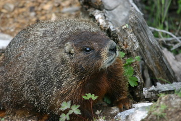 yellow-bellied marmot at grand teton national park
