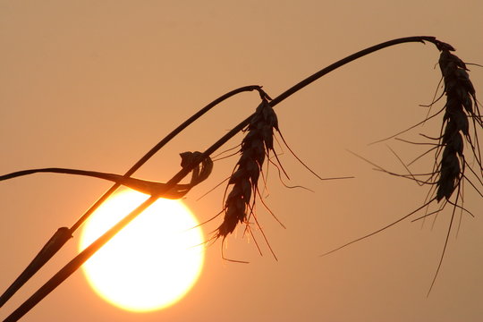 wheat at sunset