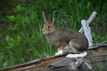 jack rabbit in grand teton national park