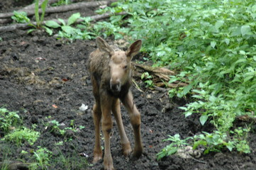 baby moose