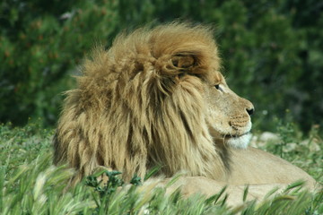sa majesté