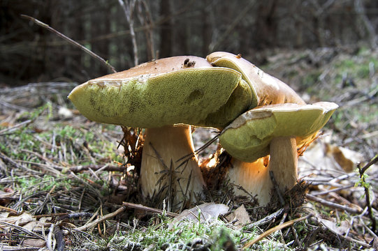 steinpilz