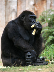 gorilla