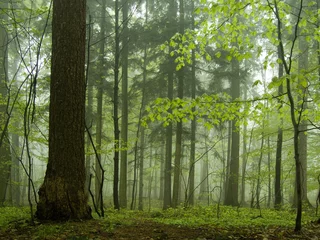  mist in a forest © e-pyton