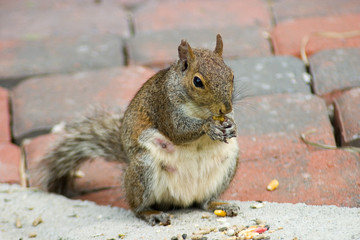 brickyard squirrel