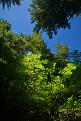 verdant pacific northwest forest