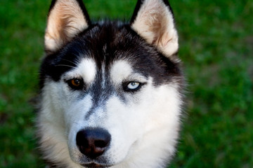 husky im engen ausschnitt