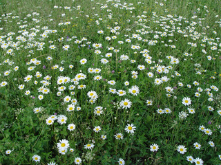 field of camomiles