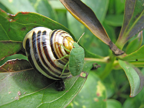schnecke und wanze