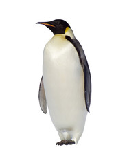 pinguïn