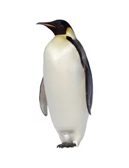 Door stickers Penguin penguin