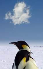penguin love