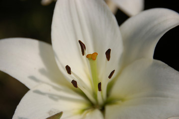 lilie stempel © leiana