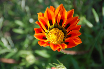 gazania