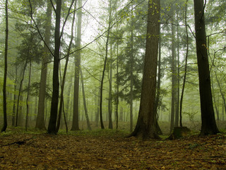 goblin in misty forest
