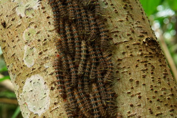 insecte de l amazonie
