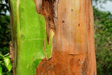 tronc d arbre orange
