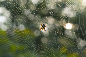 spider and cobweb