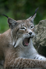 luchs