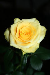 yellow rose button
