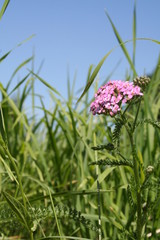 green fields blue sky
