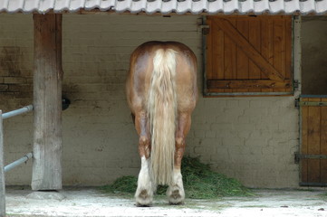 Obraz premium horse's ass