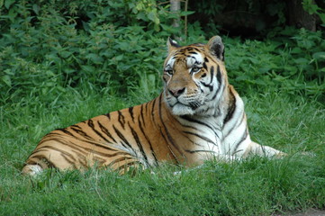 Fototapeta na wymiar big tiger