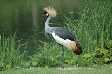 bird