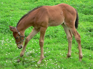 foal