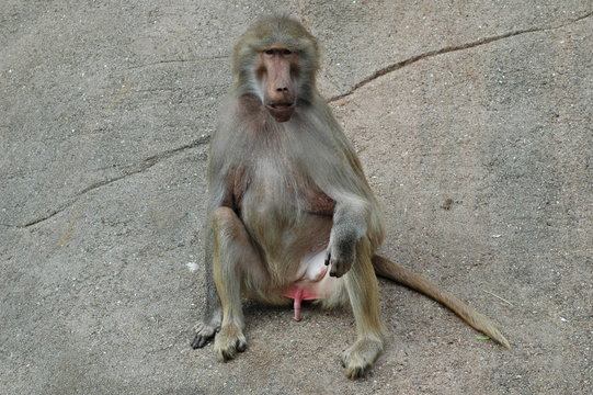 nice man monkey
