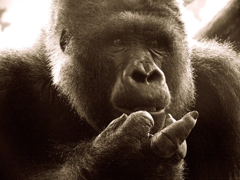 affe zeigt finger, monkey shows middle finger