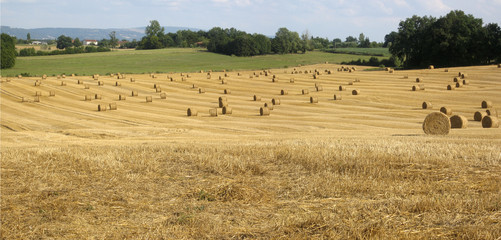 moisson